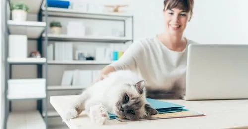Des chats au bureau pour apaiser le stress!